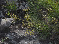 Bupleurum mundii