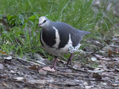 Leucosarcia melanoleuca
