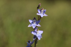 Thelymitra peniculata