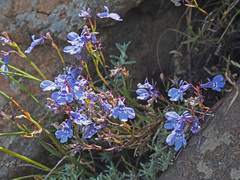 Lobelia flaccida flaccida