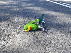 Polytelis swainsonii