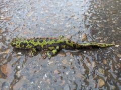 Triturus marmoratus