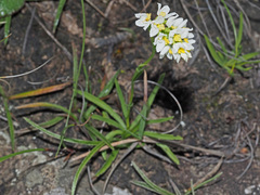 Schizochilus angustifolius