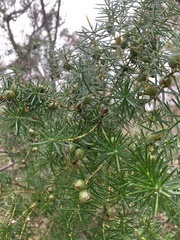 Persoonia juniperina