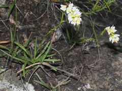 Schizochilus angustifolius