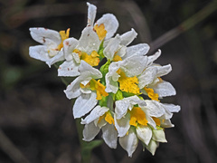Schizochilus angustifolius