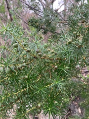 Persoonia juniperina