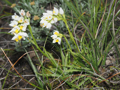 Schizochilus angustifolius