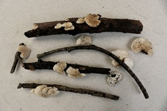 Crepidotus caspari