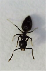 Technomyrmex jocosus