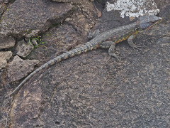 Pseudocordylus subviridis