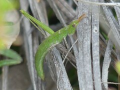 Vandiemenella viatica