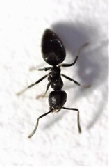 Technomyrmex jocosus