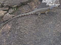 Pseudocordylus subviridis