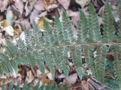 Polystichum × luerssenii