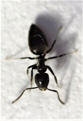 Technomyrmex jocosus