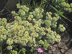 Crassula setulosa
