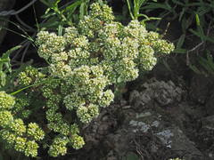 Crassula setulosa