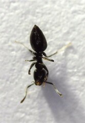 Technomyrmex jocosus