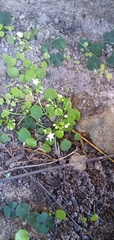 Crassula dentata