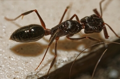 Odontomachus simillimus