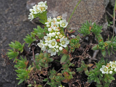 Crassula setulosa