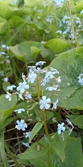 Brunnera sibirica
