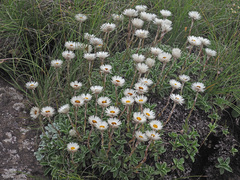 Helichrysum marginatum
