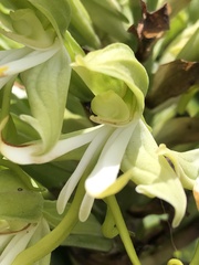 Bonatea speciosa
