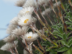 Helichrysum marginatum