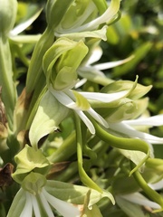 Bonatea speciosa
