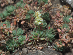 Psammotropha mucronata mucronata