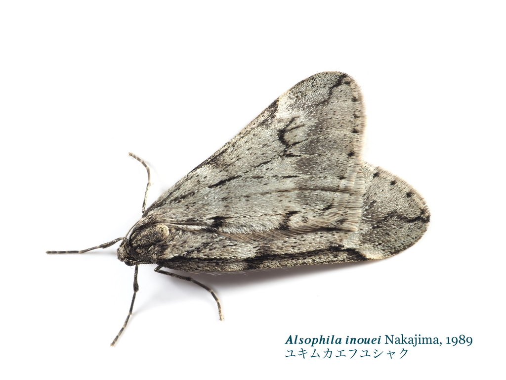 Alsophila inouei