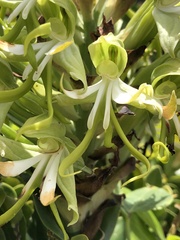 Bonatea speciosa