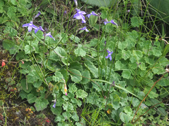 Lobelia preslii