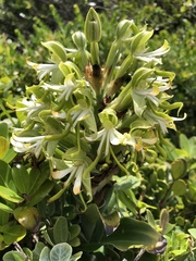 Bonatea speciosa