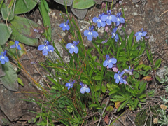 Lobelia erinus