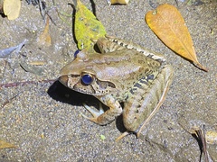 Mixophyes iteratus