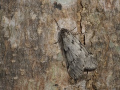 Alsophila inouei