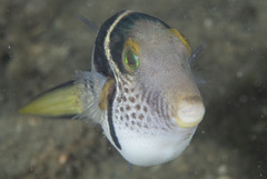 Canthigaster valentini