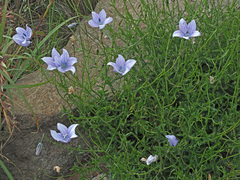 Wahlenbergia cuspidata
