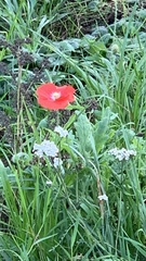 Papaver rhoeas