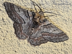 Hypobapta tachyhalotaria