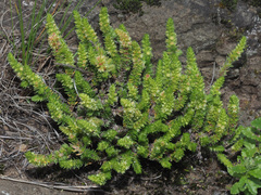 Glomeratae