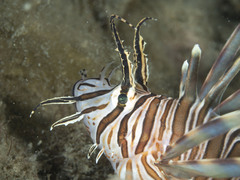 Pterois volitans