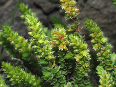 Glomeratae
