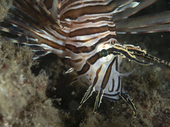 Pterois volitans