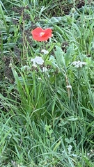 Papaver rhoeas