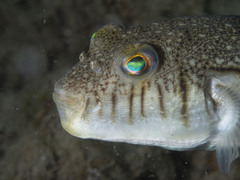 Torquigener pleurogramma