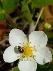 Coccinula quatuordecimpustulata